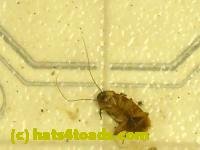 /home//u458753944/public_html/sourcegallery//////////////////////////////////Insects and small critters/roaches (Blattodea)/DSCN1963.JPG